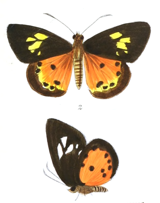 <i>Pintara</i> Genus of butterflies