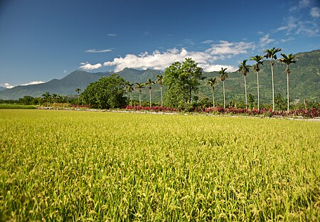 Tập_tin:Taiwan_2009_HuaLien_Rice_Paddy_at_Foot_of_Mountain_FRD_6130_Book_Back_Cover.jpg