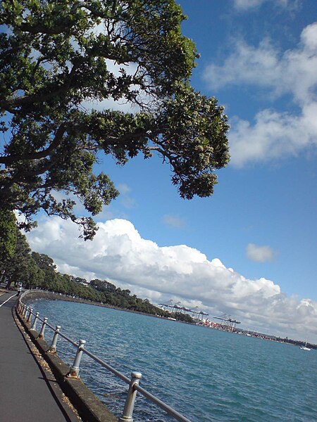 File:Tamaki Drive Overhanging Pohutukawa.jpg