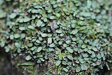 Targionia hypophylla colony