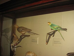 2 taxidermized extinct birds, the Passenger Pigeon & Carolina Parakeet Taxidermy specimens of birds at National Museum of Natural History -USA-24Sept2009 (1).jpg