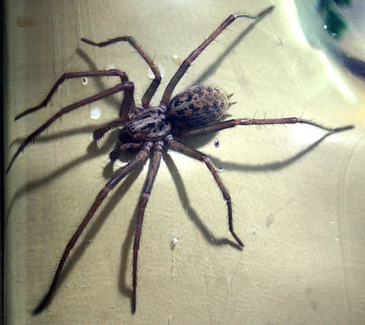 Tegenaria-duellica-male