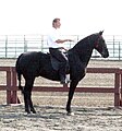 Tennessee Walking Horse (cat)