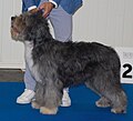 Terceira Cattle Dog, grey & white