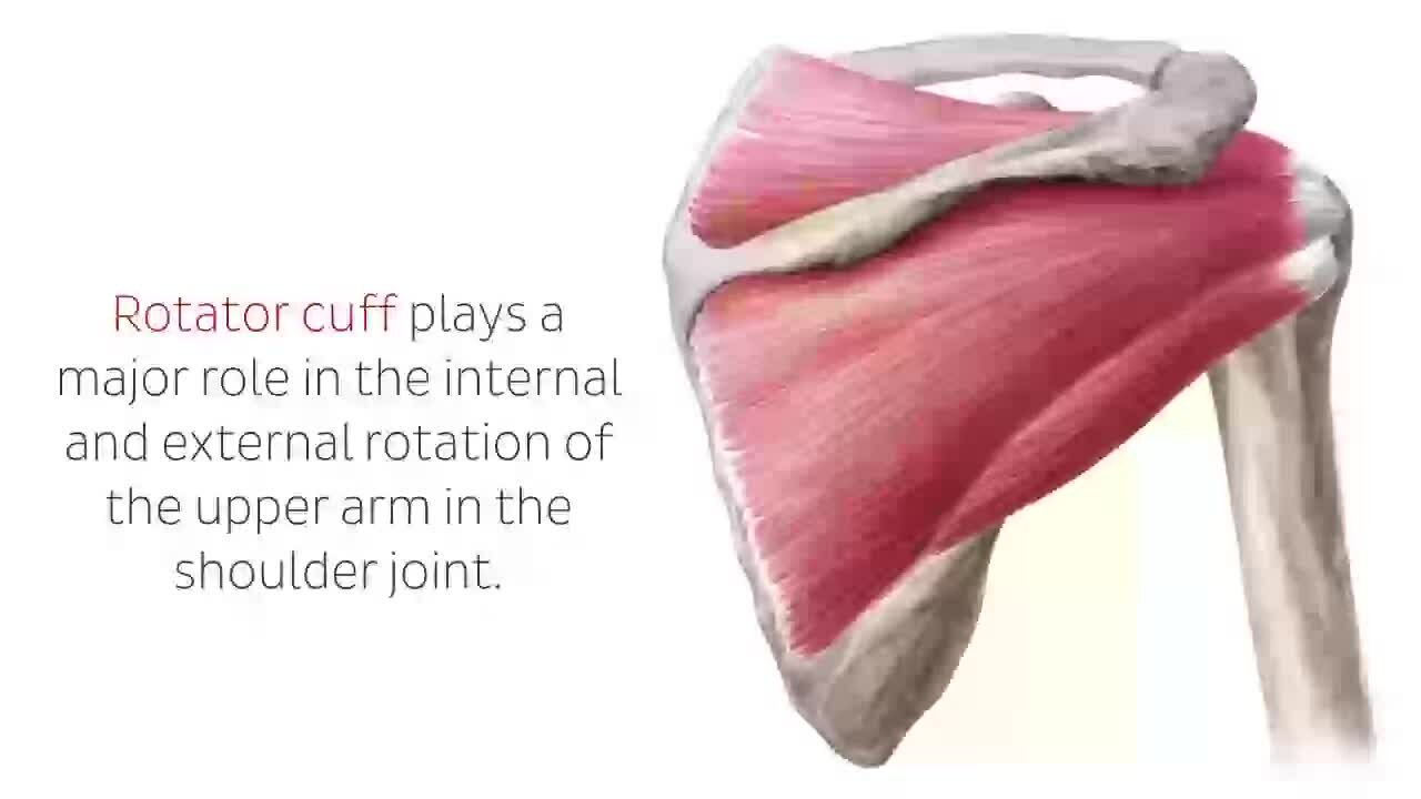 teres minor origin and insertion