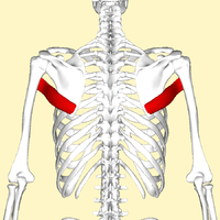 Posterior utsikt