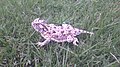 Texas horned lizard on grass.jpg