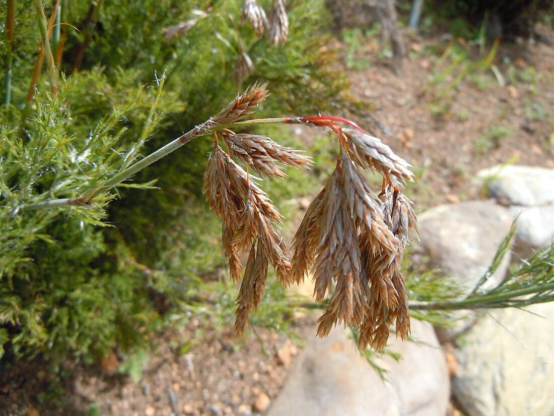 Thamnochortus