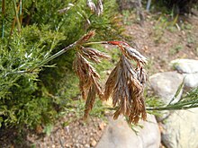 Thamnochortus cinereus глава детайл.jpg