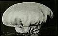 Calvatia cyathiformis