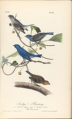 Thumbnail for File:The Birds of America from Drawings Made in the United States MET DP245258.jpg