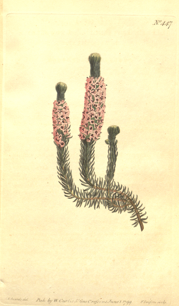 File:The Botanical Magazine, Plate 447 (Volume 13, 1799).png