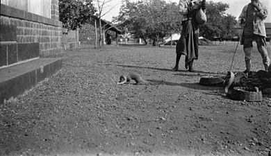 British soldier and an Indian native watching a fight between mongoose and a cobra …