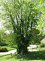 The Martyrs tree Under this tree the Tolpuddle Martyrs agreed to form a trade union. In 1834 they were tried at Dorchester assizes and transported for seven years