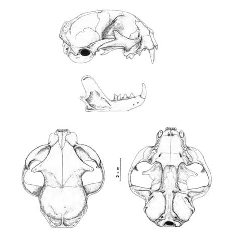 Tập_tin:The_contemporary_land_mammals_of_Egypt_(including_Sinai)_(1980)_Fig._136.png
