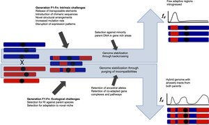 The process of genome stabilization during hybrid speciation and introgression. Both ecological selection pressures and selection to avoid intrinsic incompatibilities mould hybrid genomes. Depending on the balance between beneficial alleles and incompatibilities hybridisation can result either in an admixed taxon that is reproductively isolated from both parent taxa, or local introgression into a taxon that remains distinct in spite of occasional gene flow. RI abbreviates reproductive isolation. Fd is estimated between a hybrid population and the red parent species, and the haplotypes illustrate example individuals in these populations. The process of genome stabilization during hybrid speciation and introgression.tif