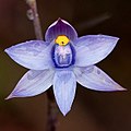 Thelymitra malvina