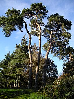 Three picturesque Scots Pine in Reigate Heath - geograph.org.uk - 1836041