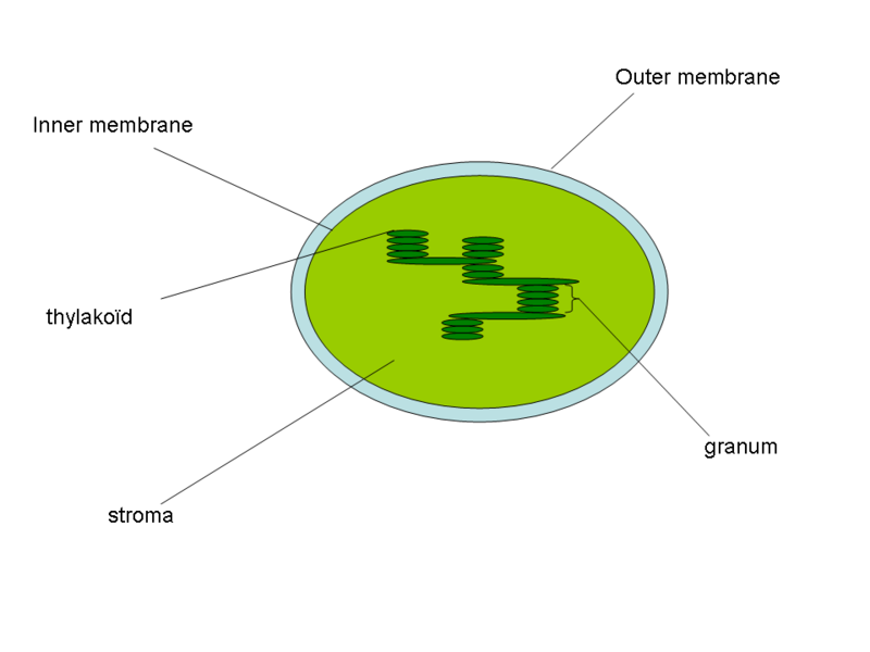 File:Thylakoid.png