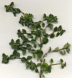 Parastais mārsils (Thymus vulgaris)