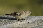 Thumbnail for Black-winged snowfinch