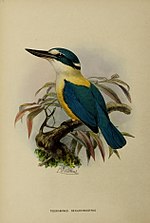 Thumbnail for Flat-billed kingfisher