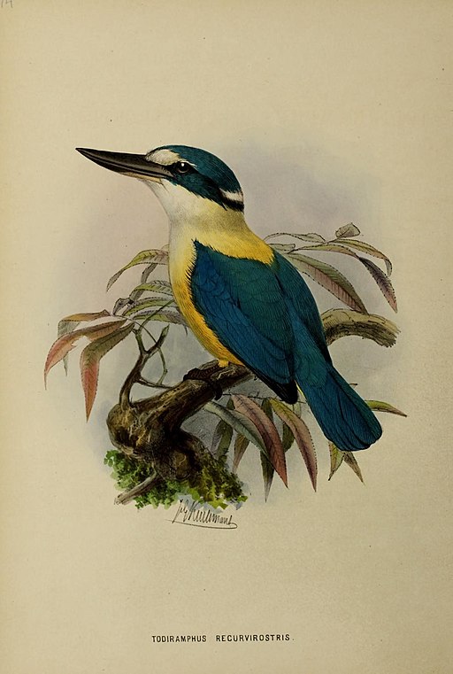 Todiramphus recurvirostris by John Gerrard Keulemans