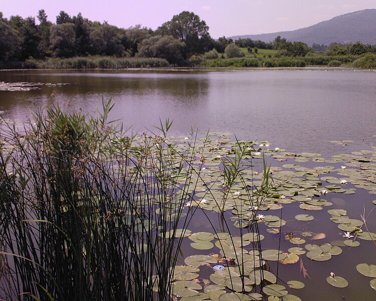 File:Torbiere Sebino Iseo2.jpg