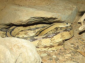 Descrizione dell'immagine del serpente ratto Trans-Pecos 2.jpg.