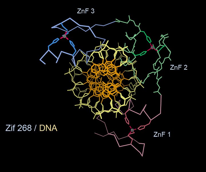 File:Transcription factor Zif268 binding DNA.jpg