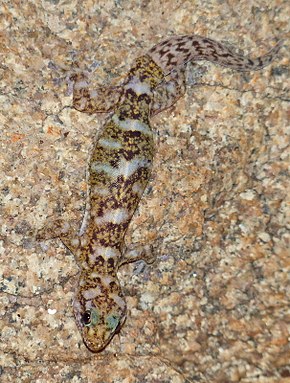 Descrição da imagem Transvaal flat gecko (Afroedura transvaalica) .jpg.