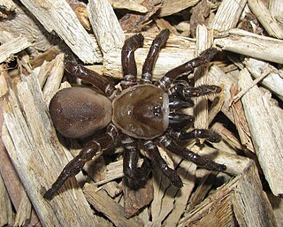 <i>Bothriocyrtum californicum</i> Species of spider