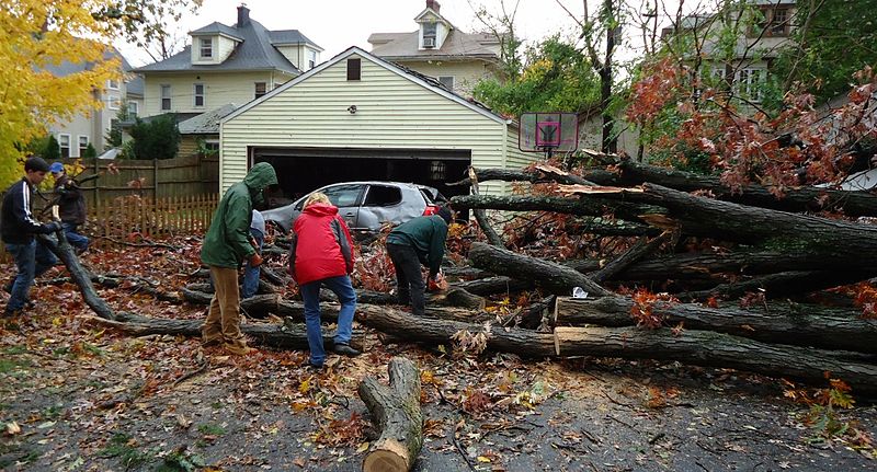 File:Tree fell on car during Hurricane Sandy in NJ.jpg