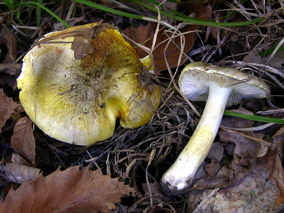 Tricholoma sejunctum