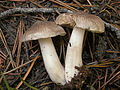 Tricholoma virgatum