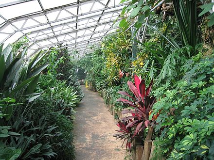 A greenhouse is a good way to grow tropical plants in a colder climate.
