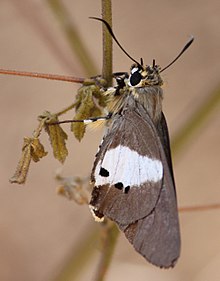 Two-pip Policeman (Coeliades pisistratus).jpg