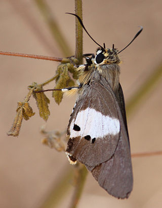 <i>Coeliades pisistratus</i> Species of butterfly