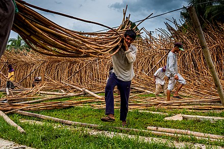 Wild-harvested rattan canes being treated and dried in Palawan, Philippines
