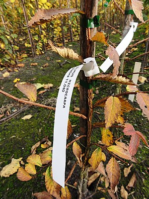 Ulmus microcarpa, Bonte Hoek, NL.JPG