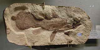 <i>Undina</i> (fish) Extinct genus of coelacanths