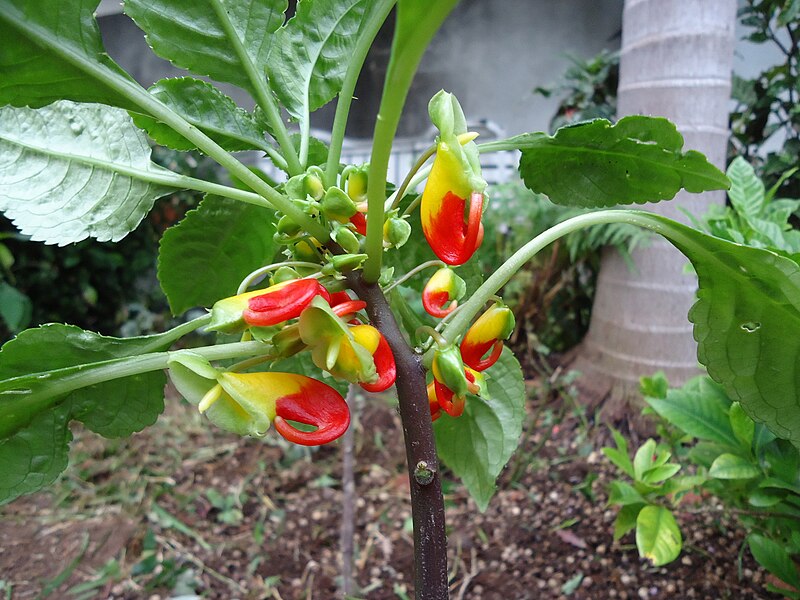 File:Unknown plant - Madeira - DSC07992.JPG