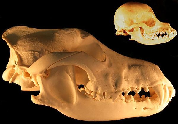 Domesticated animals tend to be smaller and less aggressive than their wild counterparts; many have other domestication syndrome traits like shorter m