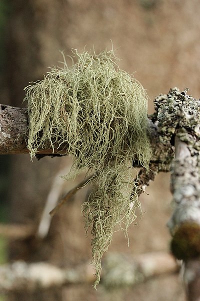 File:Usnea sp. (43441882754).jpg