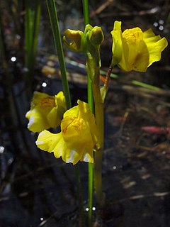 <i>Utricularia <span style="font-style:normal;">sect.</span> Utricularia</i> Group of carnivorous plants