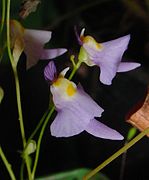 Utricularia warburgii