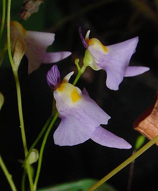 <i>Utricularia warburgii</i> Species of carnivorous plant