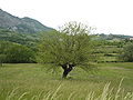 Val Curone - albero in paesaggio