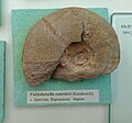 Valdedorsella renevieri (Karakasch), Lower en:Barremian, en:Brestak, Cr1 409X1 (Coll. St. Breskovski) at the en: Sofia University "St. Kliment Ohridski" Museum of Paleontology and Historical Geology