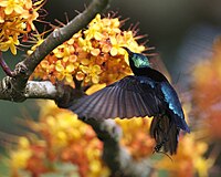 Blauglanz-Nektarvogel (Leptocoma brasiliana)